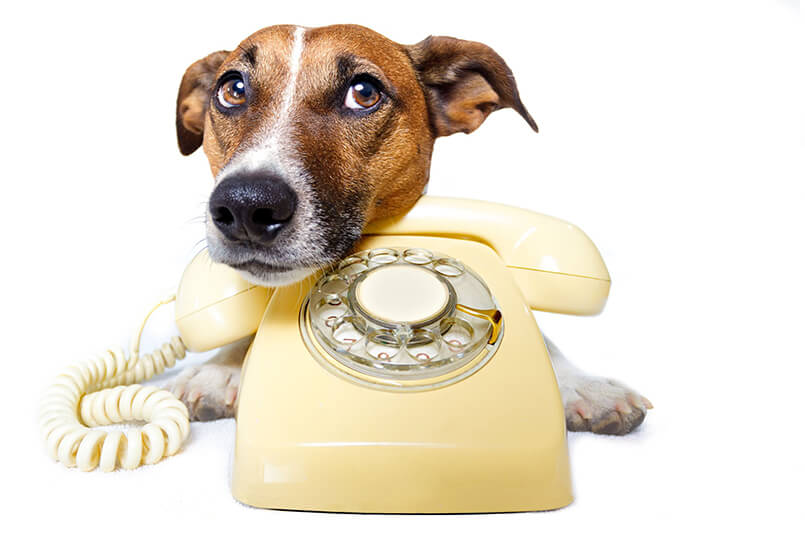 hond met telefoon